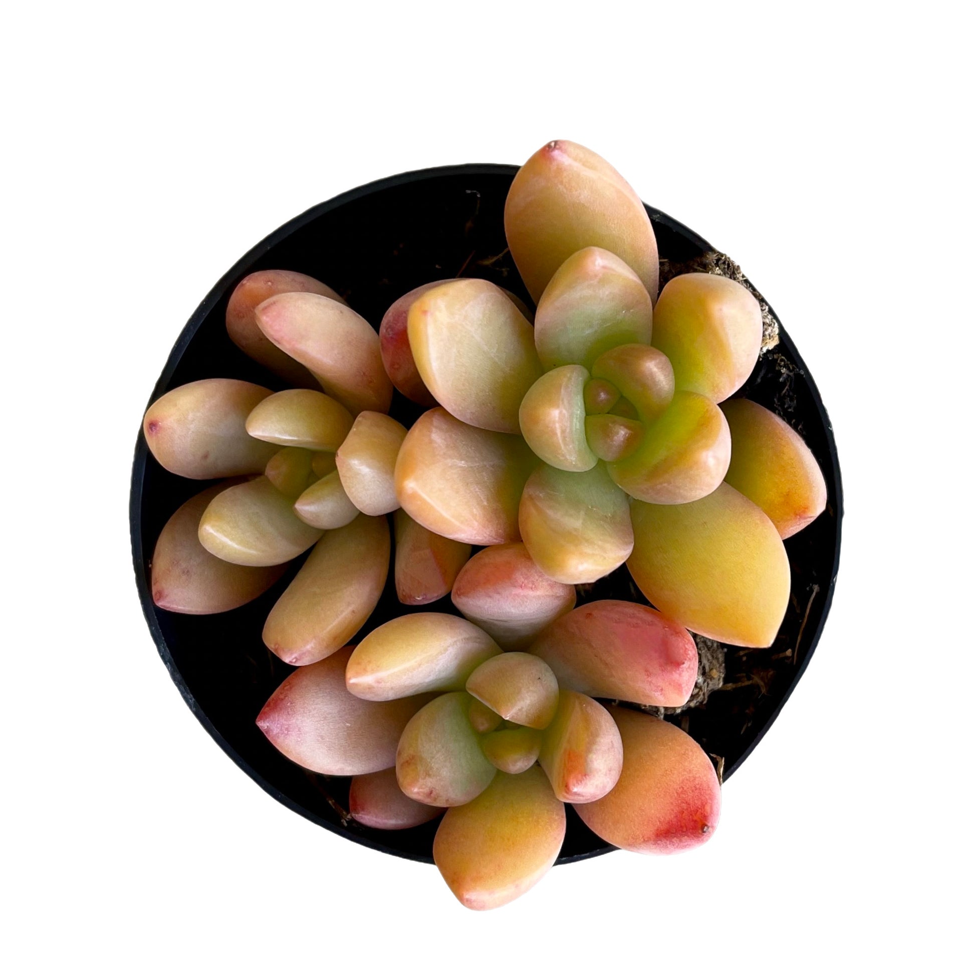 adolphii succulent Sedum adolphii 'Golden Glow'
