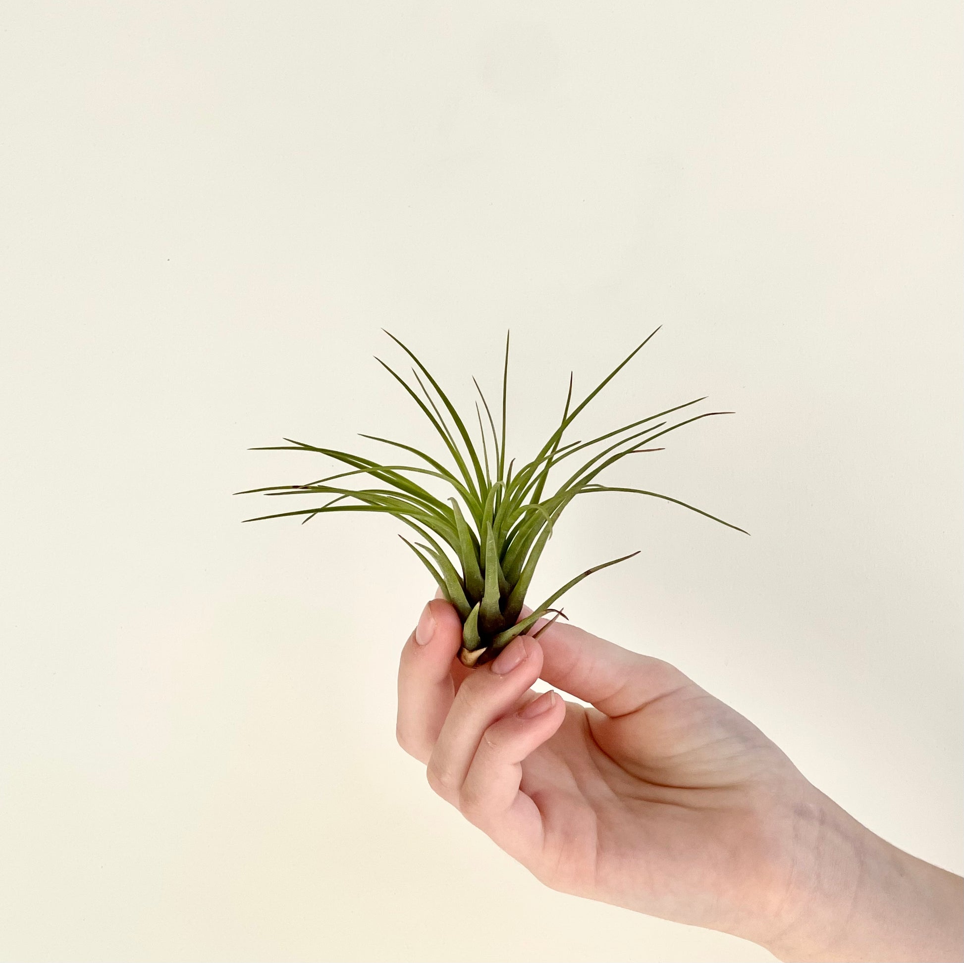 tricolor air plant Tillandsia Melanocrator Tricolor Air Plant