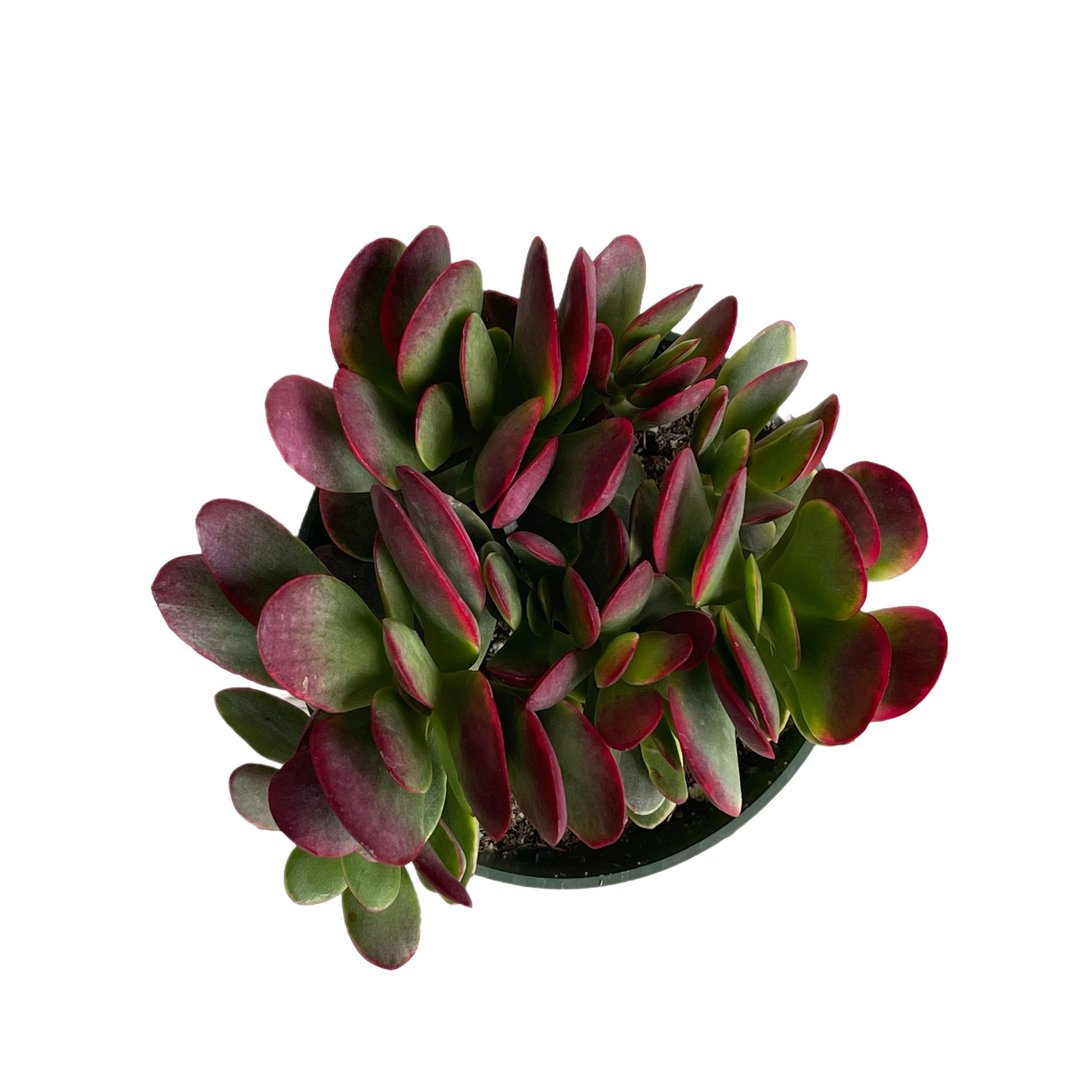 butterfly bush succulent Crassula rubricaulis 'Butterfly Bush'
