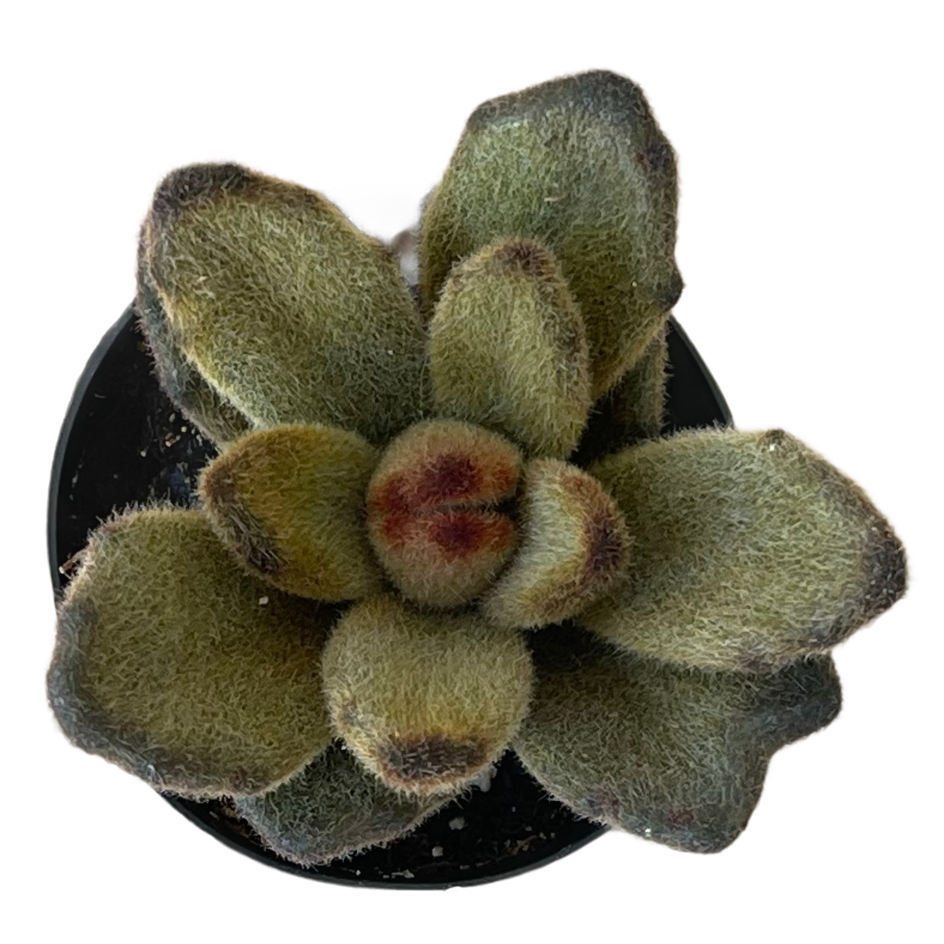 teddy bear succulent Kalanchoe tomentosa 'Teddy Bear'