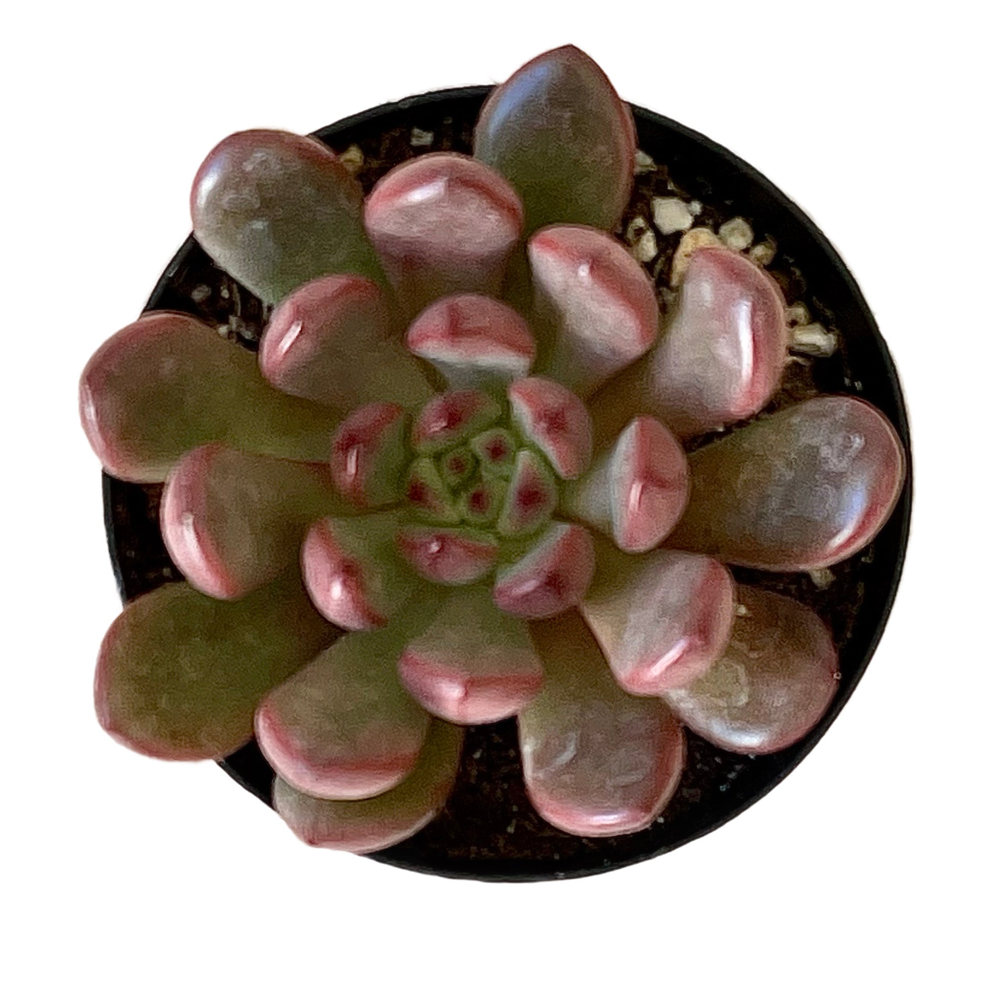 succulent bashful Graptoveria 'Bashful'