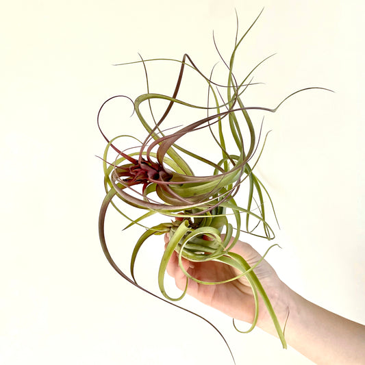 Tillandsia Flabalata rubra Air Plant