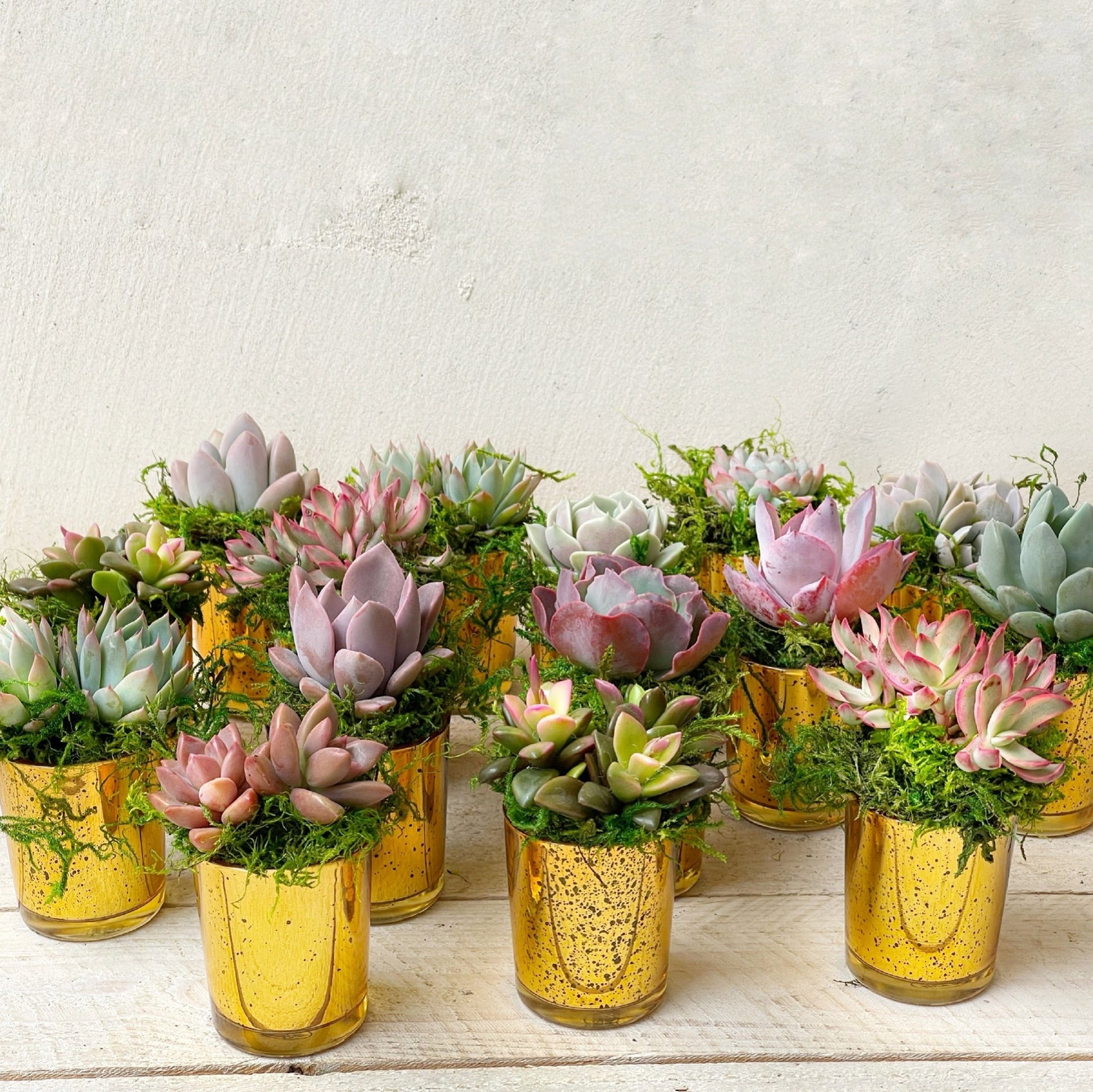 succulents for favors Succulent Favors in Gold Mercury Glass
