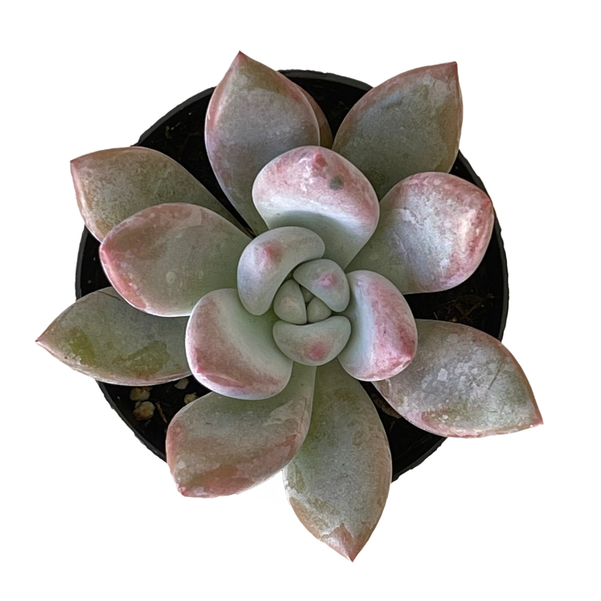white powder on succulent Pachyveria 'Powder Puff'