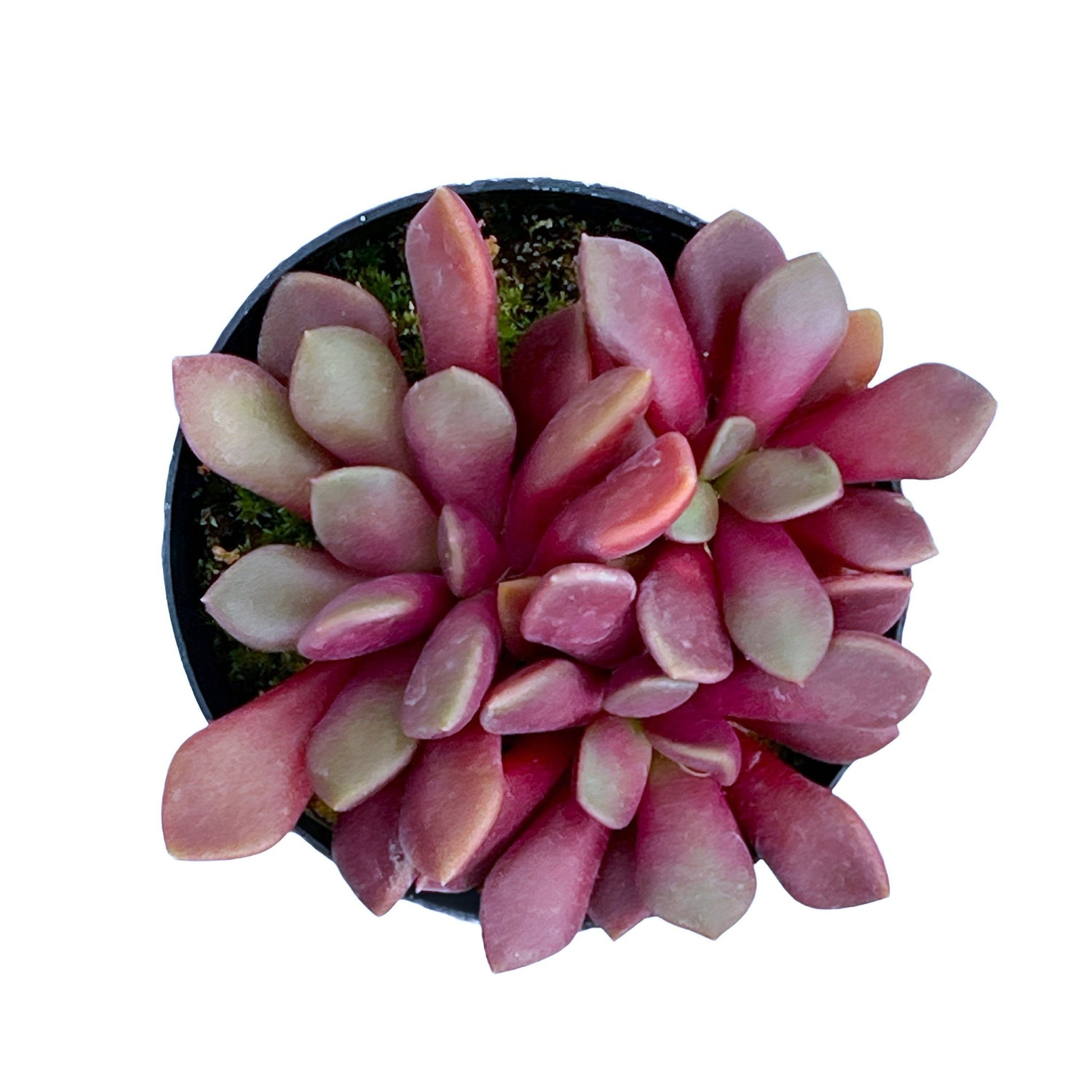 anacampseros rufescens succulent Anacampseros rufescens