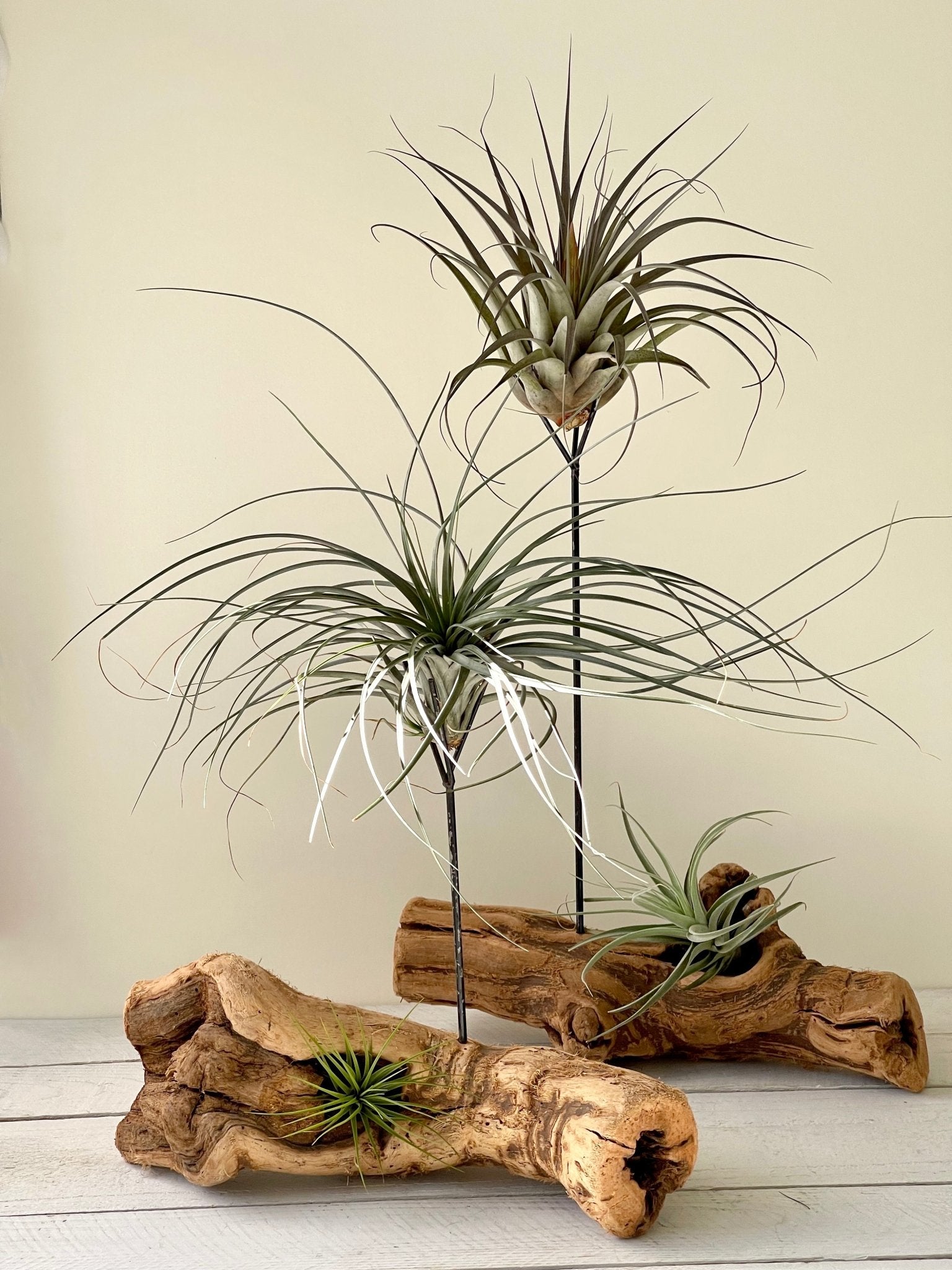 driftwood for air plants Tillandsia Cristi galli Air Plant