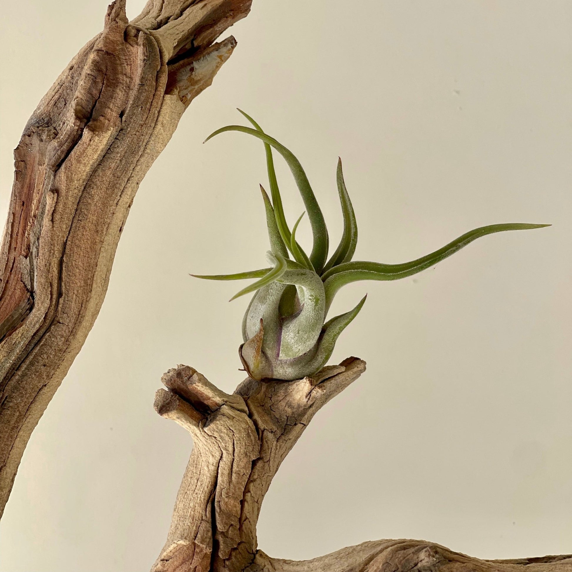 air plant medusae Tillandsia Caput medusae Air Plant