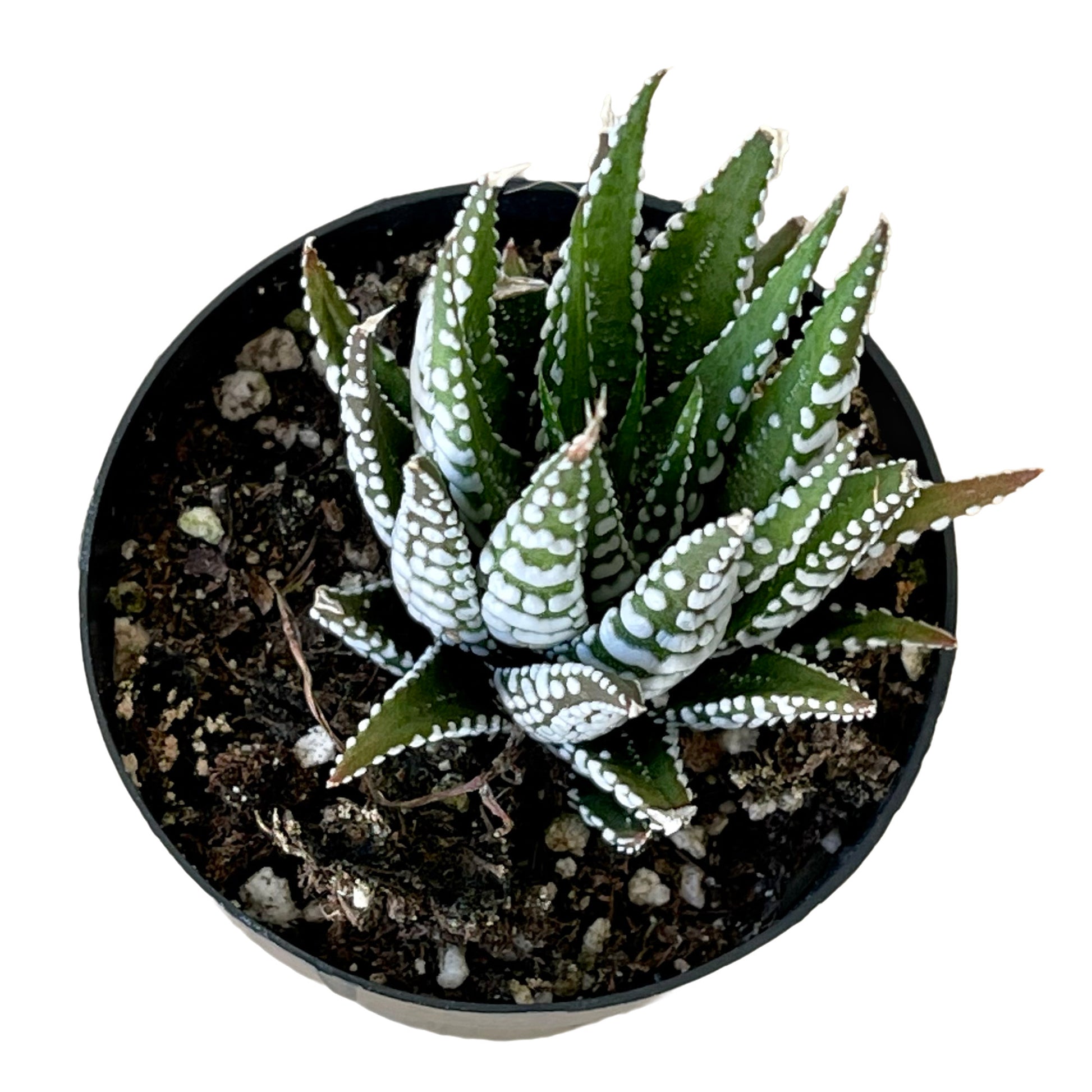 pearl plant succulent Haworthia pumila 'Pearl Plant'