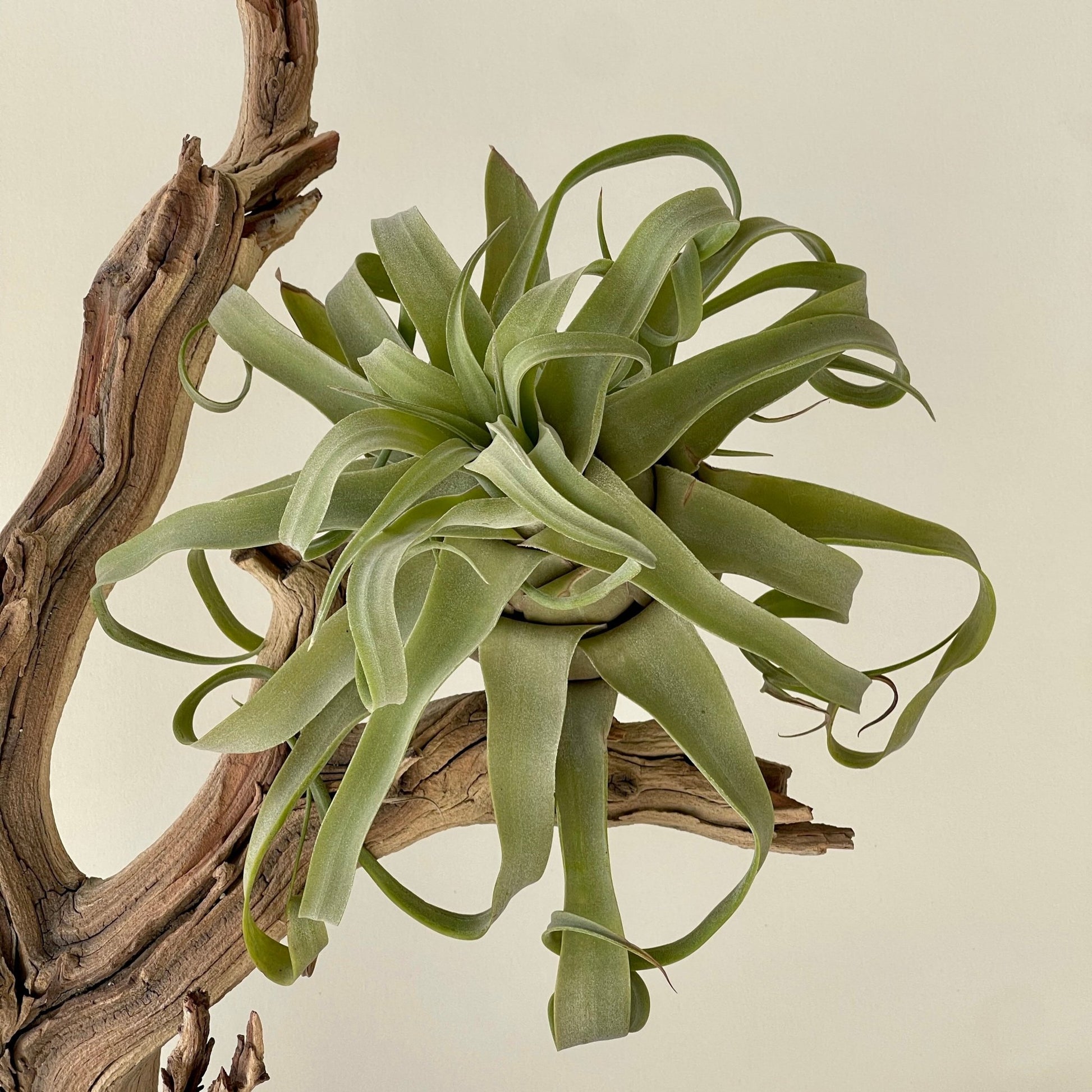 streptophylla air plant Tillandsia Streptophylla air Plant