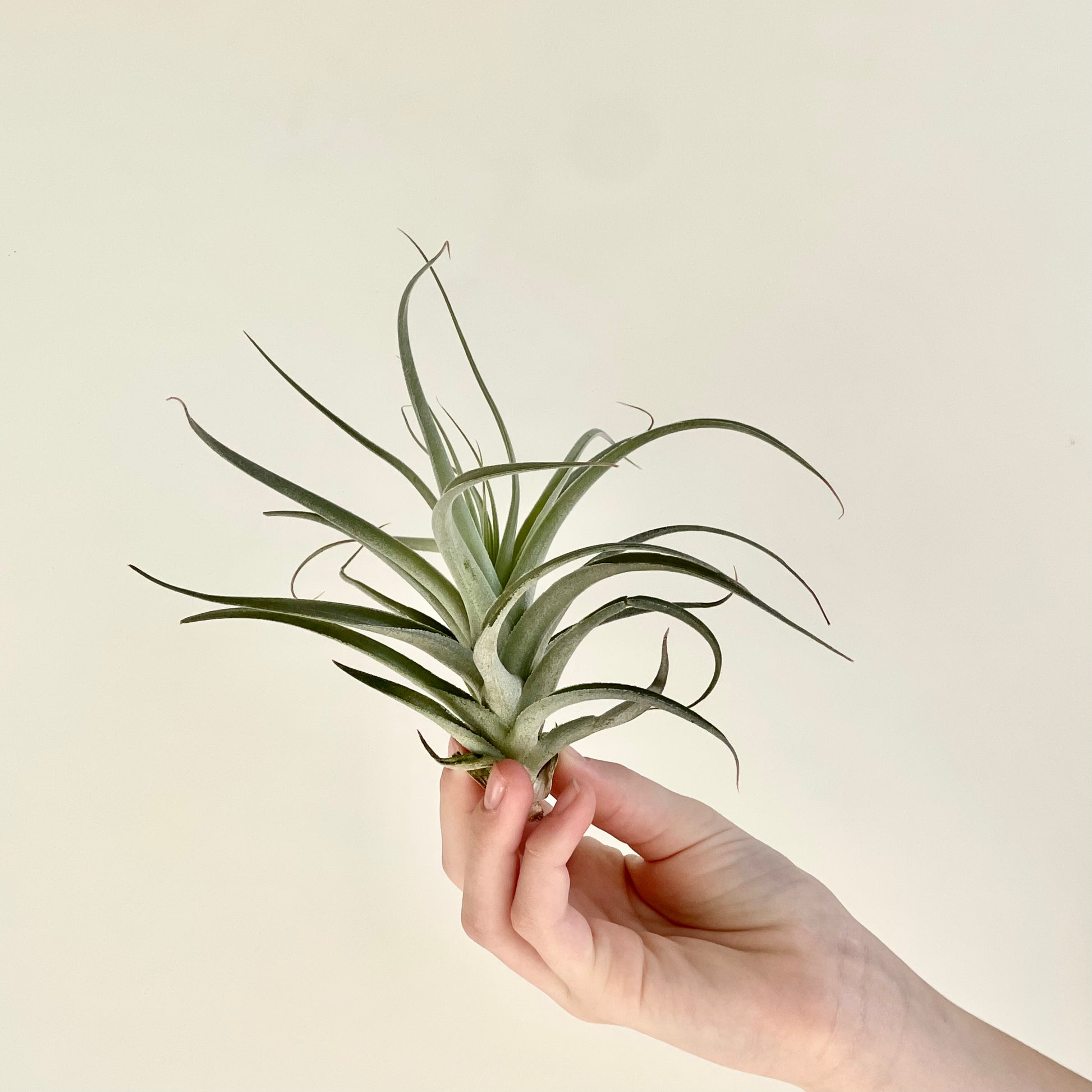 peach air plant Tillandsia Capitata peach Air Plant