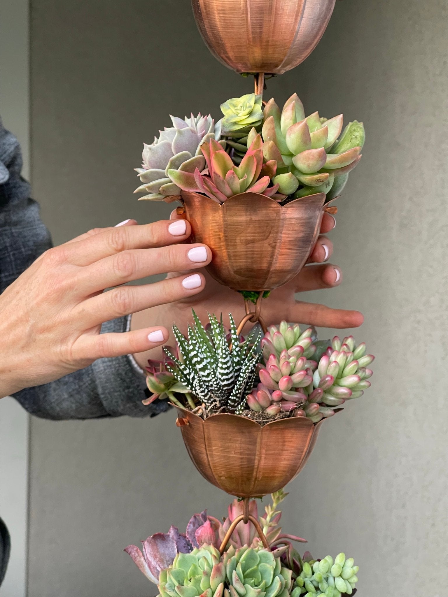 succulent chain plant Succulent Arrangement
