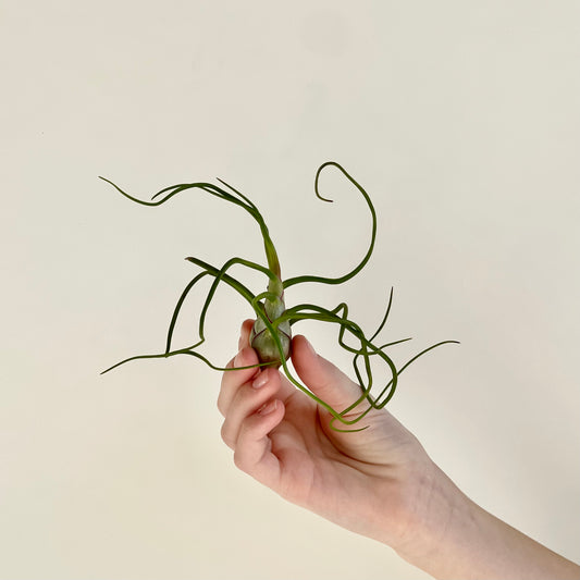 Tillandsia Bulbosa Belize Air Plant